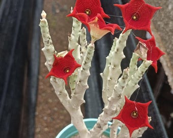 Grupo de Caralluma socotrana de 5 pulgadas, planta suculenta viva, se envía sin maceta.