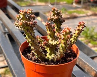 3" Edithcolea grandis, planta rara sin hojas, flor alfombra persa