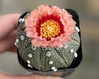 Cactus Astrophytum raro de 2 pulgadas, suculenta viva colorida