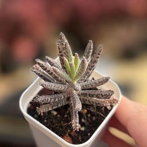 May include: A small succulent plant in a white square pot. The plant has long, slender leaves with a speckled pattern of dark brown and light green. The center of the plant features new growth with light green leaves. The pot is filled with dark soil.