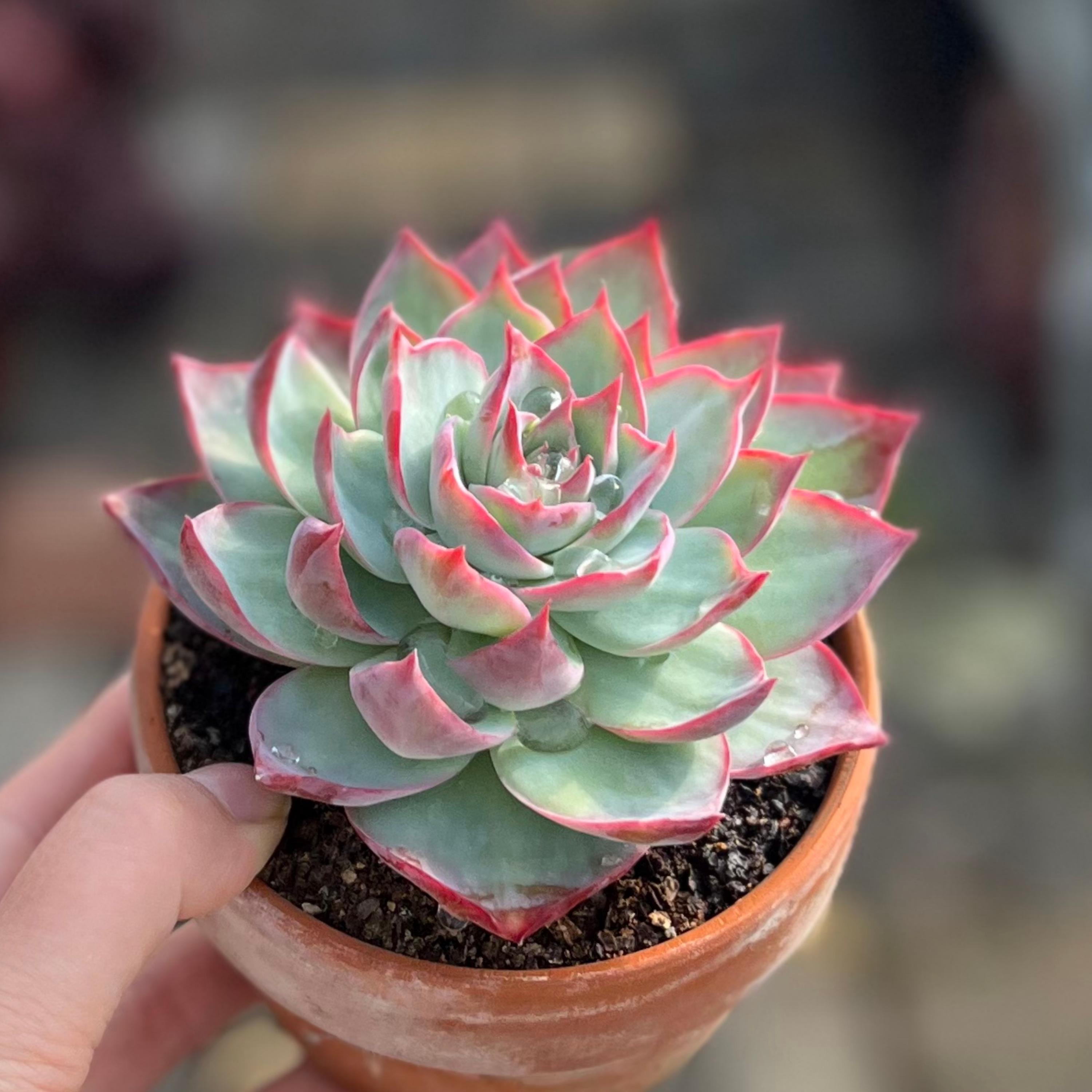 Echeveria casio - Etsy 日本