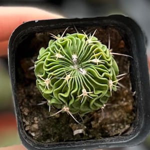 May include: A small, green cactus with a distinctive, wavy pattern, in a black plastic pot. The cactus has white spines. The plant is a vibrant green, and the soil is visible at the base of the plant.