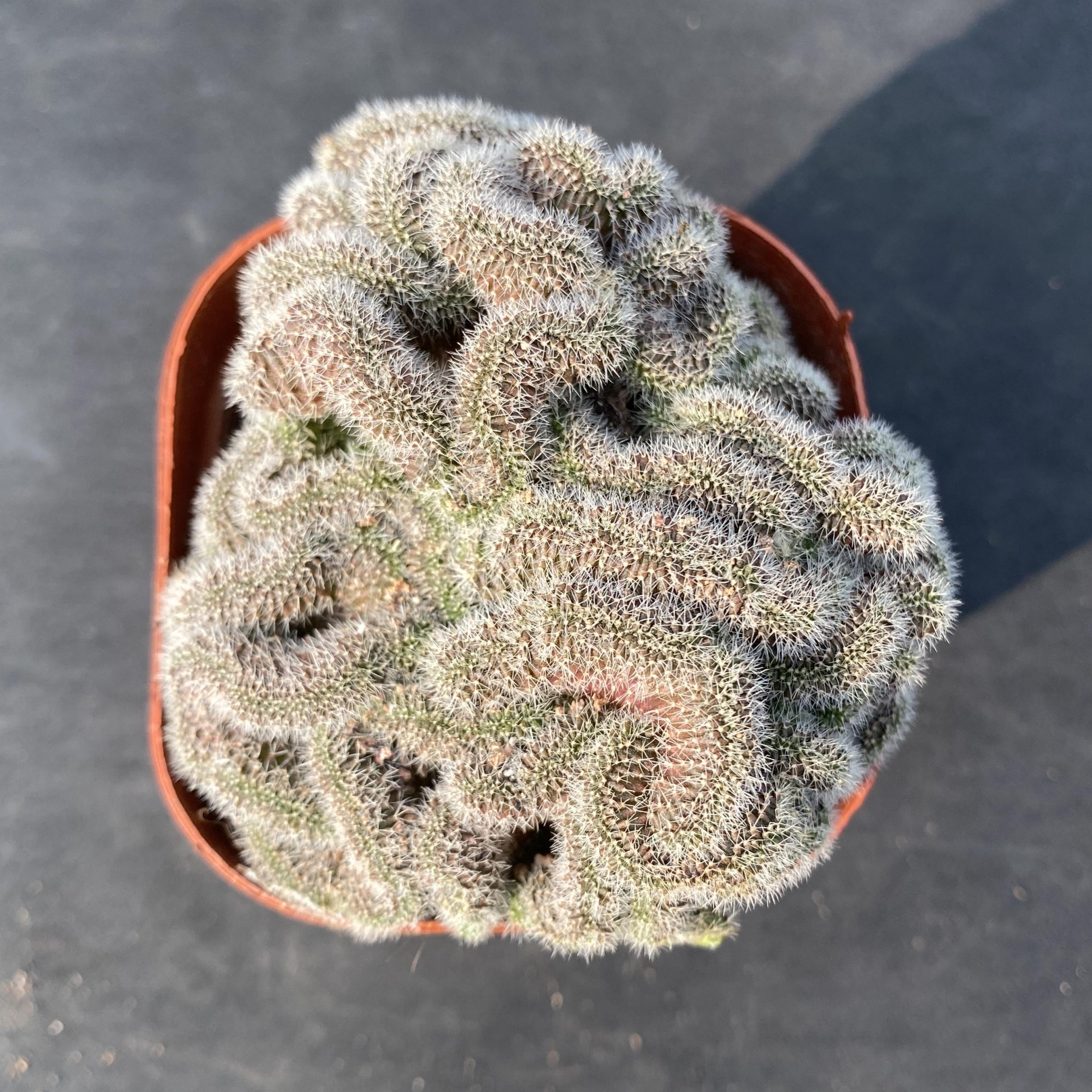 kaktus echeveria #24 Echeveria hybrid