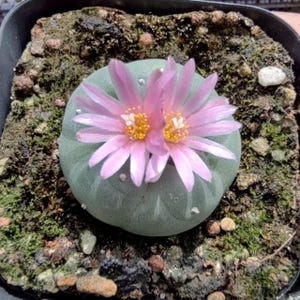 Rare Button Cactus, 1'' Thick White Taproot, Living Succulent Pink Flowers