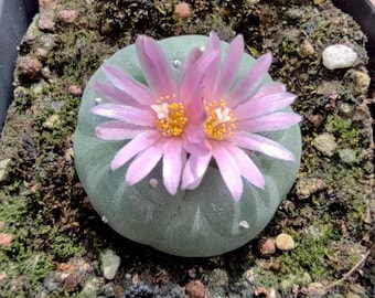 Rare Button Cactus, 1'' Thick White Taproot, Living Succulent Pink Flowers