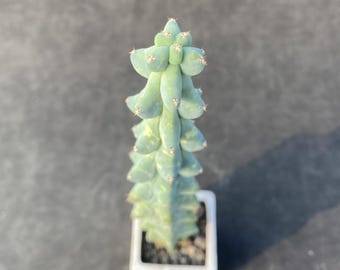 Melocactus matanzanus サボテンの種子 - Etsy 日本