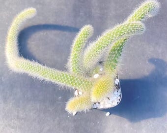 10 cm Hildewintera Colademononis, hängender Kaktus, seltene Sukkulente