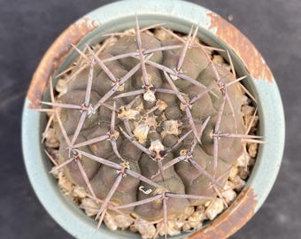 Gymnocalycium Carolinense | (C1) (O15) | 3.5pot - Etsy