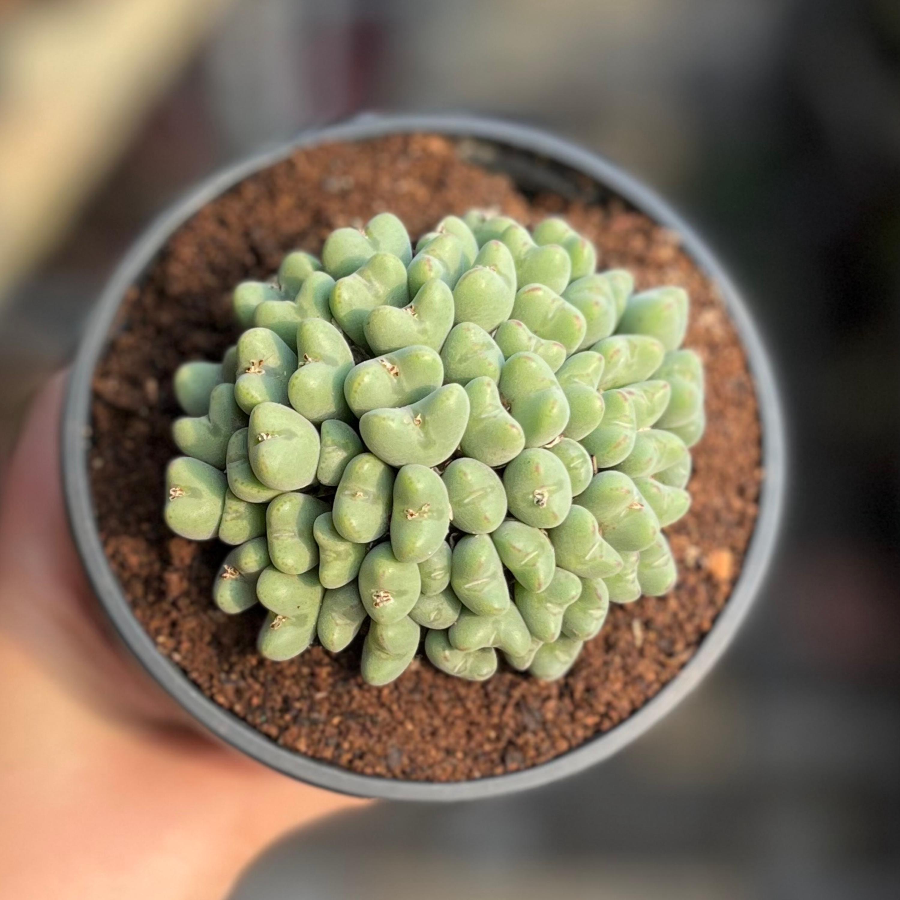 Conophytum pageae - Etsy 日本