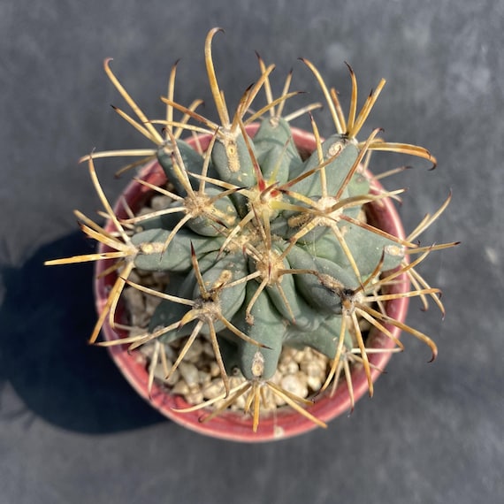 2'' Ferocactus Latispinus, Teufelszunge, Lieferung ohne Tpfe, Sukkulente,  Geschenk, Zimmerpflanzen - Etsy.de