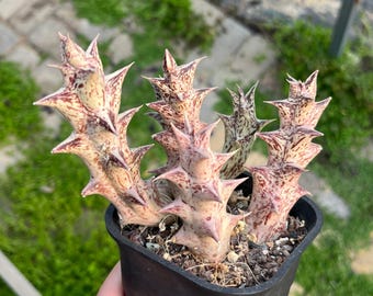3.5'' Caralluma hesperidum Cluster, Rara Suculenta Púrpura, Enviado sin Macetas