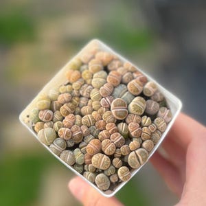 May include: A square white pot filled with numerous small, rounded succulents. The succulents display a variety of colors, including green, tan, and brown, with a split down the middle. The pot is held in a person's hand, with a blurred green background.
