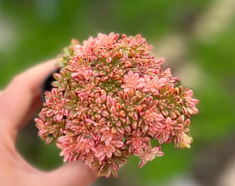 3" Variegated Aeonium × loartei Tavorm Cluster, Real Live Succulent Plants