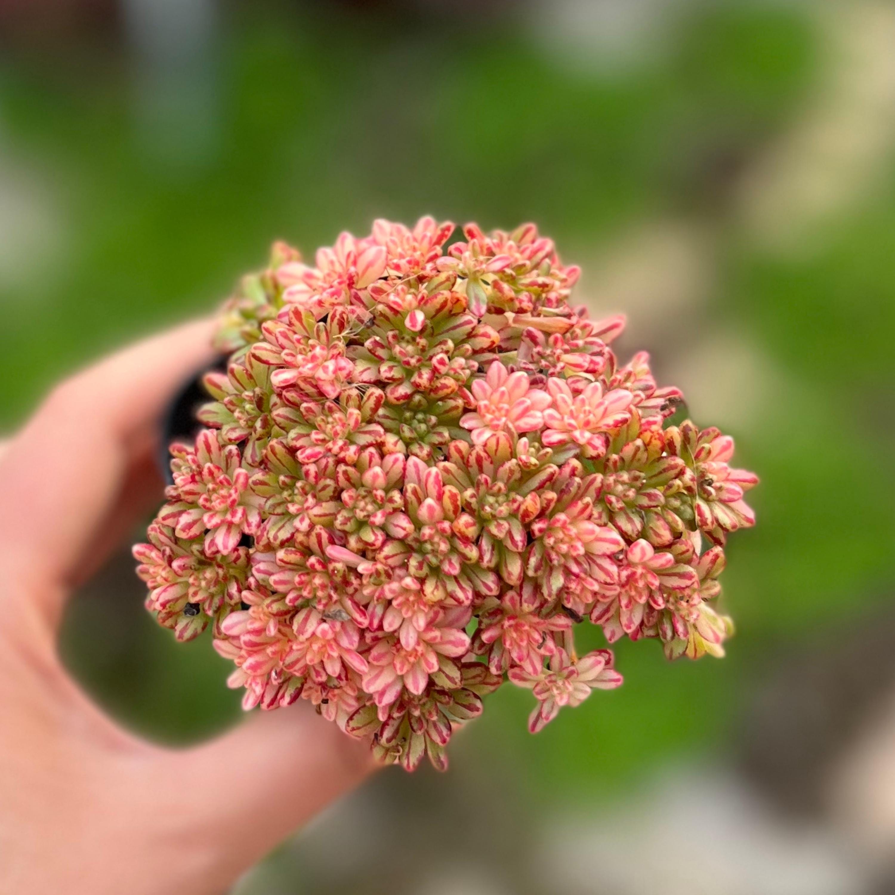 Geschenk Bonsai Sukkulenten Mountain Rose Sukkulenten Samen  10 Stck  Winterharte Exotische Balkonpflanzen Fr Sonnige Pltze, Bonsai & Zimmerdeko