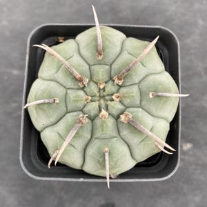 Gymnocalycium Vatteri - Etsy