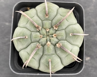 Gymnocalycium Inermis Cristata Variegated (thornless) - Etsy