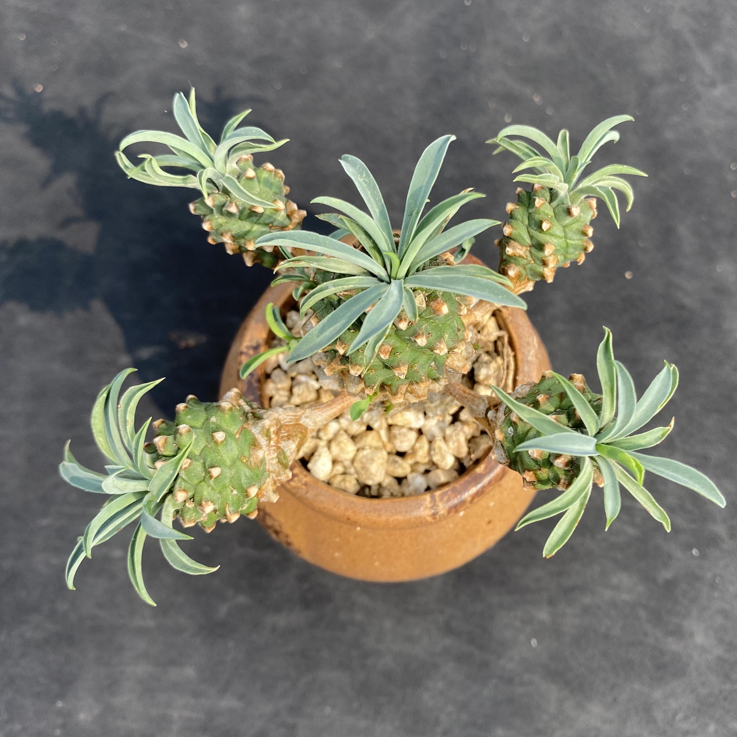 Rare euphorbia - Etsy 日本