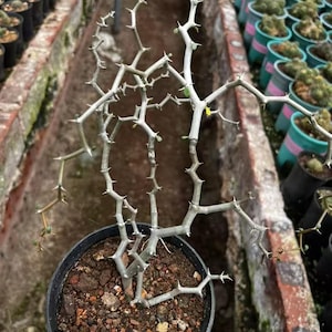 May include: A leafless, zigzagging succulent plant with light grey, thorny stems planted in a black plastic pot filled with dark, coarse soil. The plant features multiple branching stems that extend outwards, each covered in sharp, small spines.