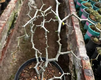 Zig Zag Plant – 6"~8"Decarya madagascariensis, Rooted Madagascar Geometry Plant