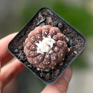 Cactus Skins - Etsy