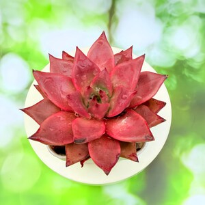 May include: A vibrant red succulent plant with pointed, fleshy leaves arranged in a symmetrical rosette pattern. The leaves feature a smooth, waxy texture with subtle hints of green near the center and small water droplets on the surface.