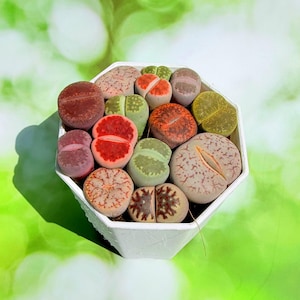 May include: A collection of various Lithops succulents in a white hexagonal pot. The plants display diverse colors including shades of red, orange, green, and grey, with distinct patterns, textures, and clefts on their rounded, pebble-like surfaces.