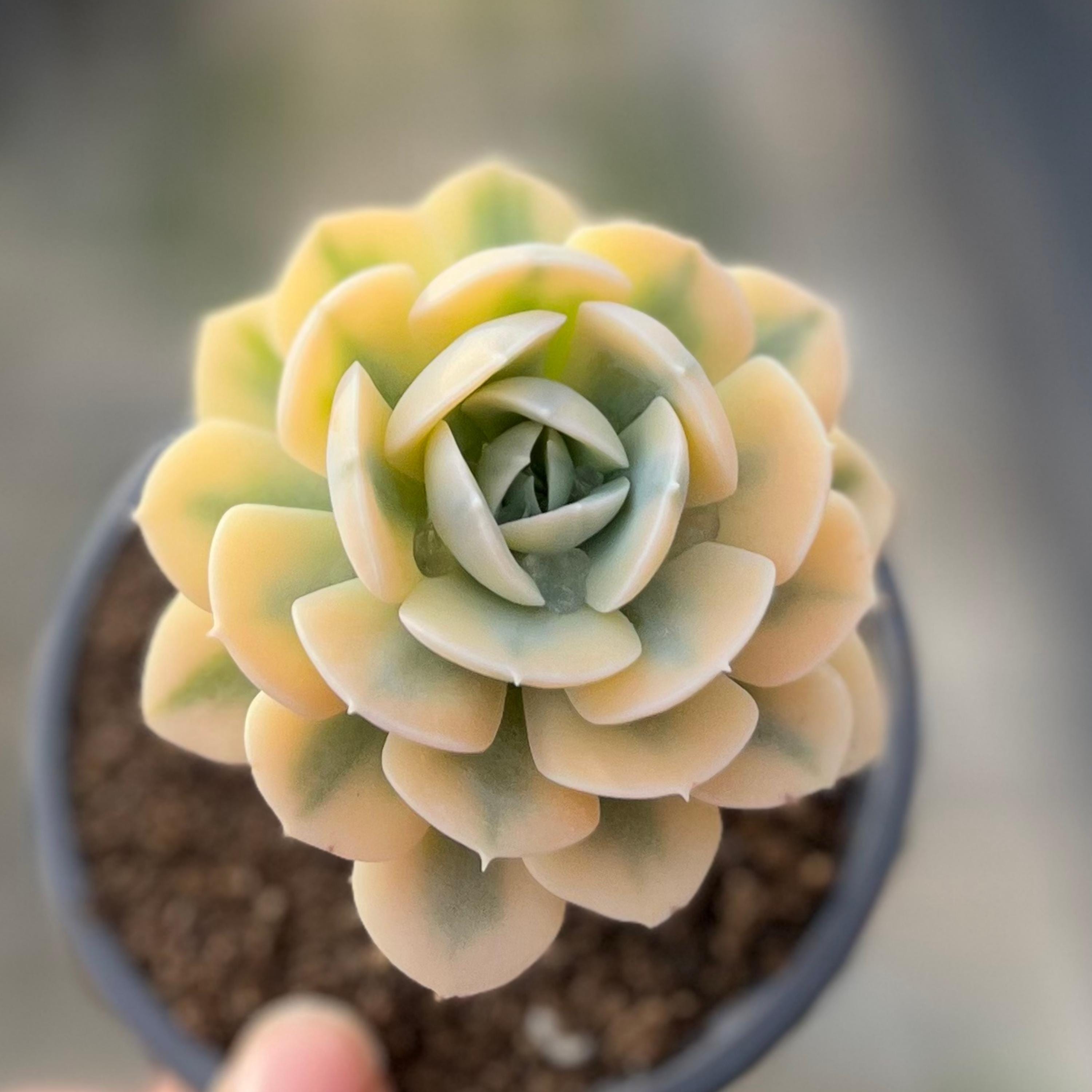 Echeveria runyonii - Etsy 日本
