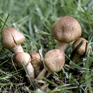 Mushroom Wall Art – Forest Fungi Photography Printable Nature Download