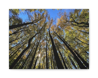 Forest Canopy Canvas Print | Original Nature Photography, Woodland Wall Art