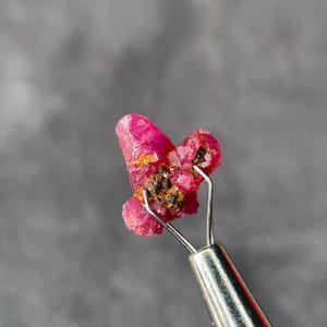 May include: A cluster of raw ruby crystals, held by a silver tweezer. The rubies are a vibrant, deep pink with brown and black inclusions. The background is a blurred grey.