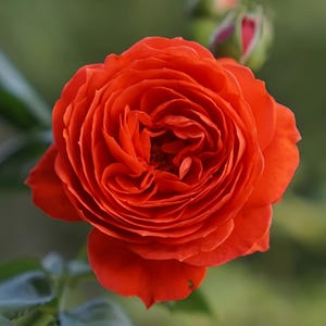 Cinnabar Bowl Rose Plant Bare Root Cinnabar Red Shrub Rose | 1 Gallon Size | Large Cupped Bloom Rose