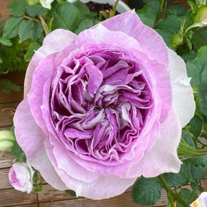 May include: A close-up of a fully bloomed rose with layers of soft lavender petals. The center of the rose is a deeper shade of purple with white accents. Green leaves and buds surround the flower, suggesting a garden setting.