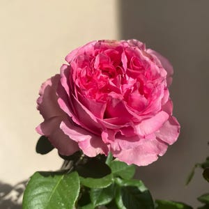 Cepheus Pink Rose Plant – Fragrant 12cm Blooms | French Rose Variety, 2-Year Live Plant, Eve Immortal Throne