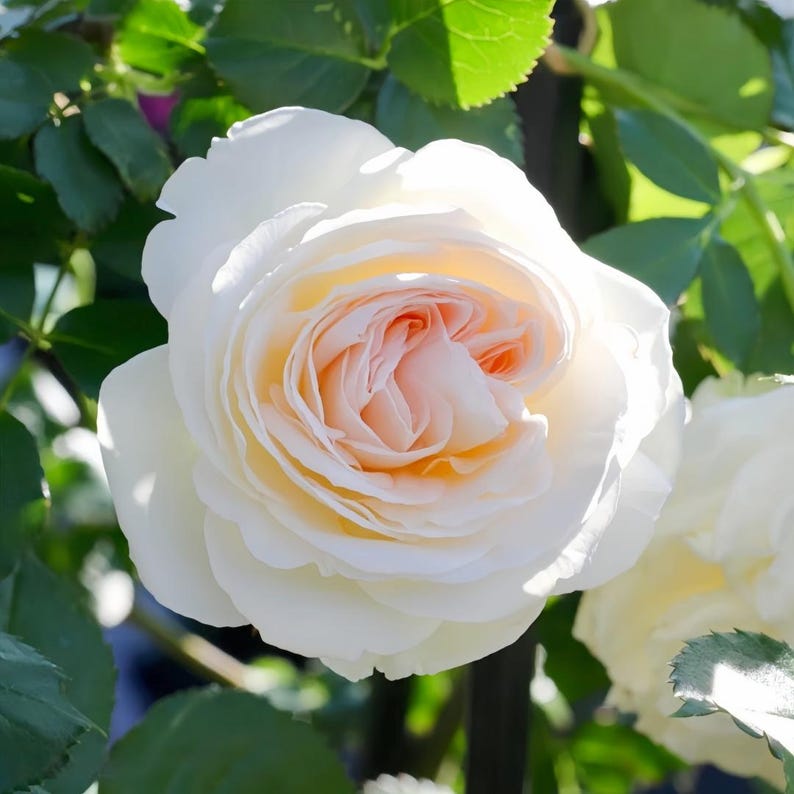 Rarerosesgarden Eden Rose Plant