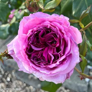 May include: A close-up of a fully bloomed rose with layers of purple and pink petals. The center of the rose is a deep, rich purple, while the outer petals fade to a lighter pink. Green leaves and stems are visible.