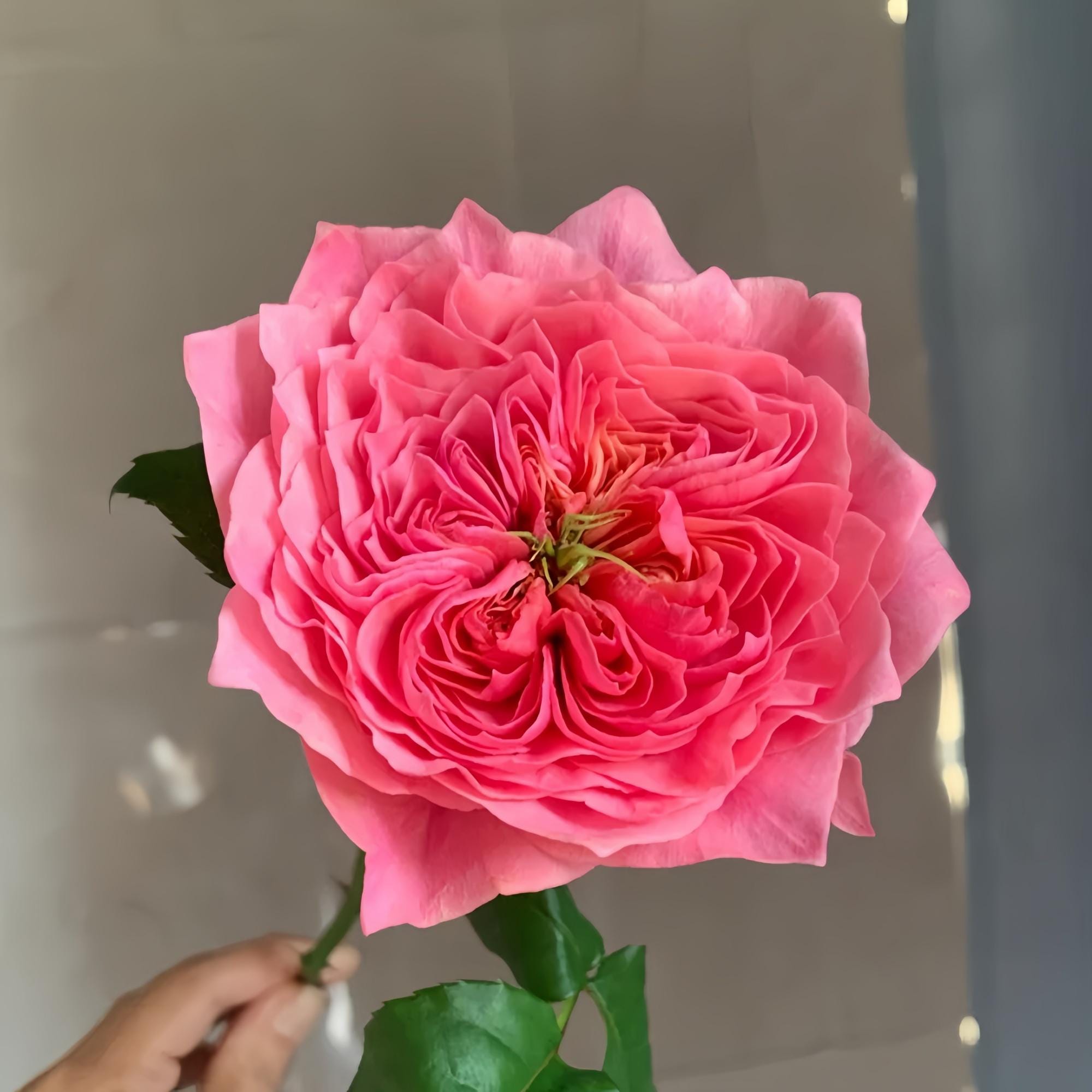 Wabara Roses - Etsy
