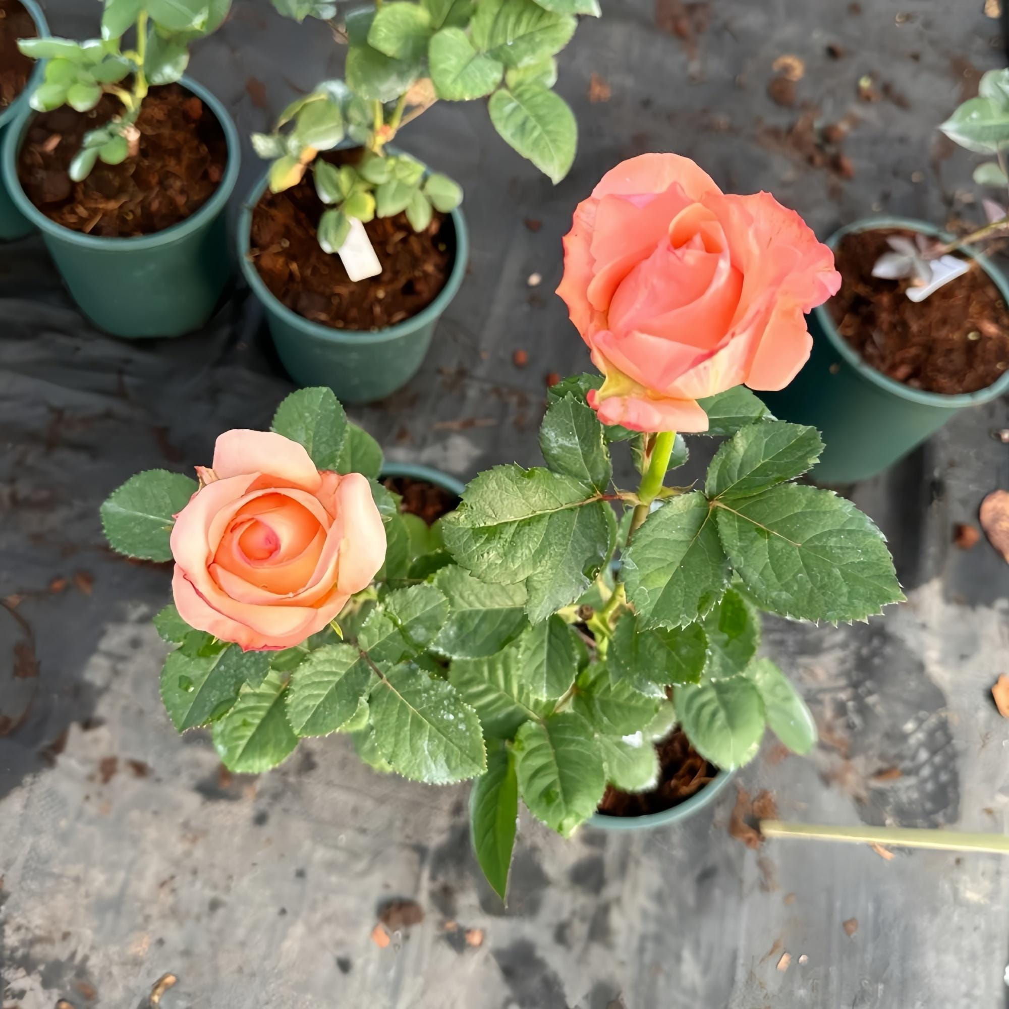 Petticoat Freelander Rose – Elegant Cream Pink Cut Rose With Long Vase ...