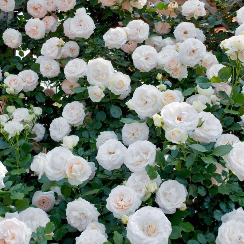 Rarerosesgarden Eden Rose Plant - Thumbnail 2