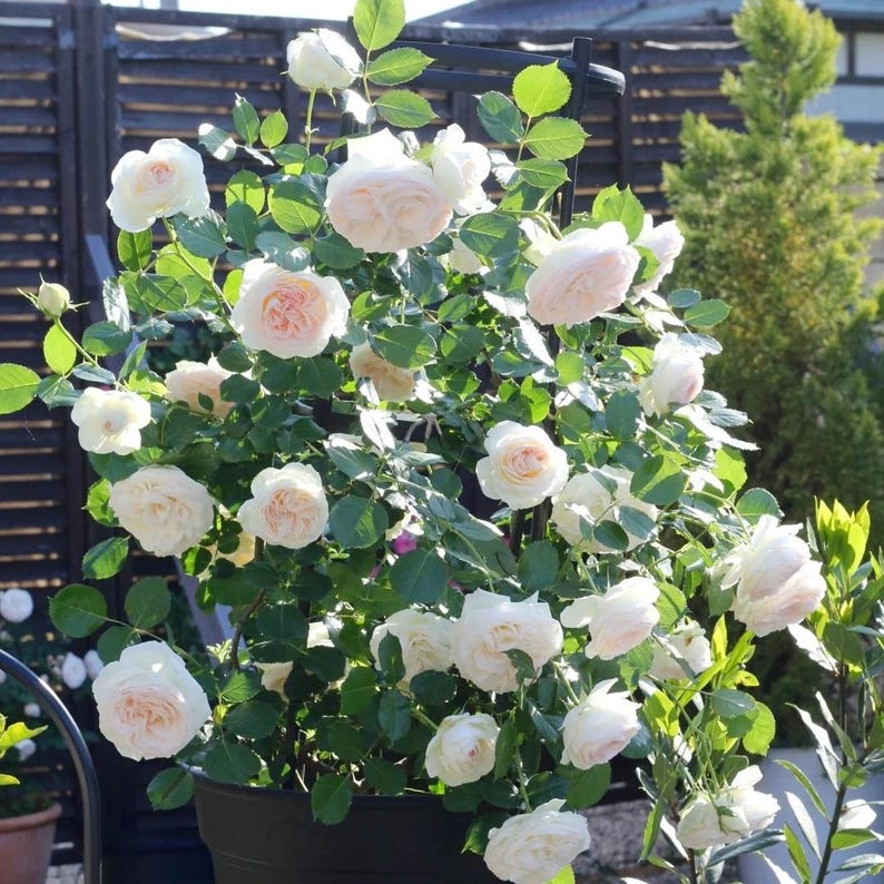 Rarerosesgarden Eden Rose Plant - Thumbnail 4