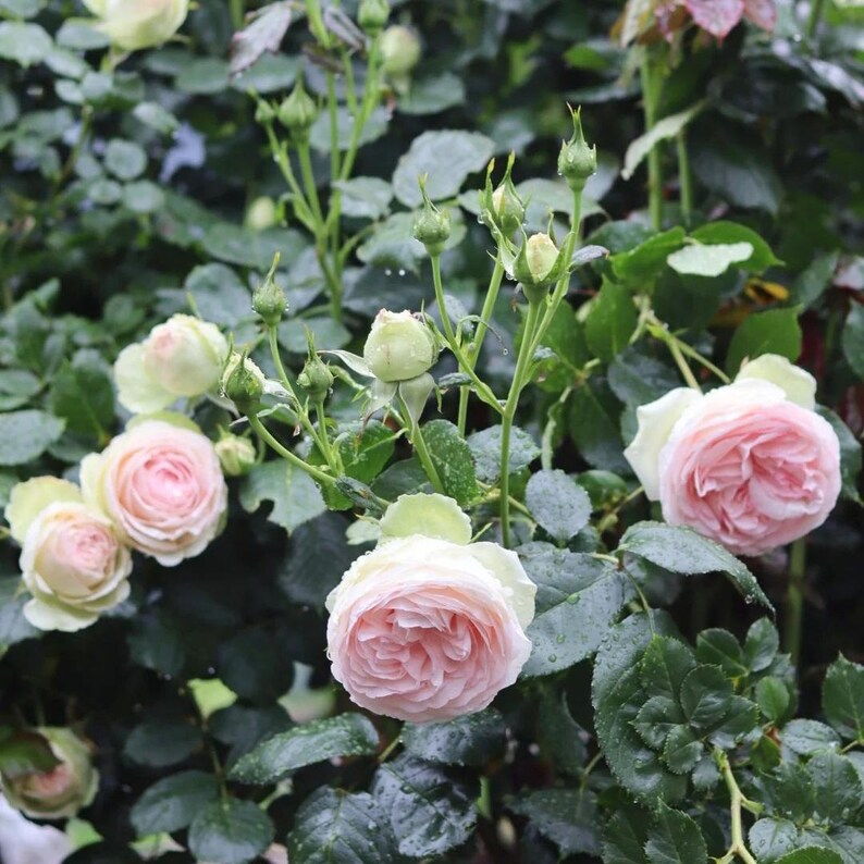 Rarerosesgarden Eden Rose Plant - Thumbnail 3