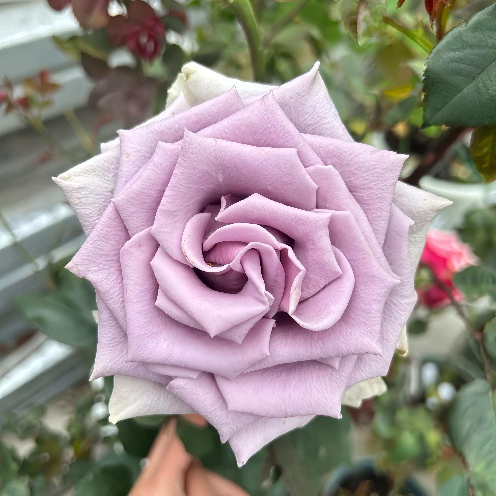 Shocking Blue Rose Plant – Blue-purple Hybrid-tea Style Blooms