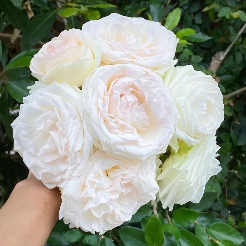 Rarerosesgarden Eden Rose Plant - Thumbnail 5