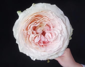 Rose Spoiler. 捣蛋鬼 剧透 Very Fragrance. Dutch VIP Cut Rose. - Etsy