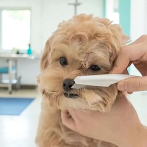 Dog & Cat Grooming Comb: Stainless Steel Pet Hair Removal Brush