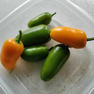 May include: A collection of fresh, colorful peppers in a clear plastic container. The peppers are a mix of green and orange, with smooth skin and green stems. The peppers are arranged in a close-up shot, showcasing their vibrant colors and textures.