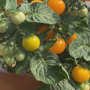 May include: A close-up of a tomato plant in a brown pot, laden with ripening tomatoes. The tomatoes range in color from green to yellow and orange, with lush green leaves. The plant is healthy and thriving.