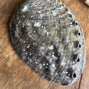 Natural Sacred Abalone Shell, with Card and Incense, Boxed Ritual Gift, Smudging Shell for Sage or Palo Santo 9-10cm