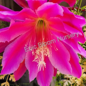 Fresh Epiphyllum &quot;Pegasus&quot; Plant Cuttings – Easy to Root, Grown in California