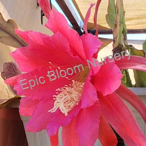 Fresh Epiphyllum Mysterian Plant Cuttings – Easy to Root, Grown in California