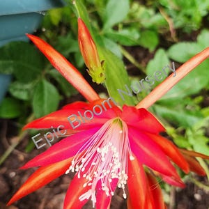Fresh Epiphyllum Famous &quot;Lollipop&quot; Plant Cuttings – Easy to Root, Grown in California